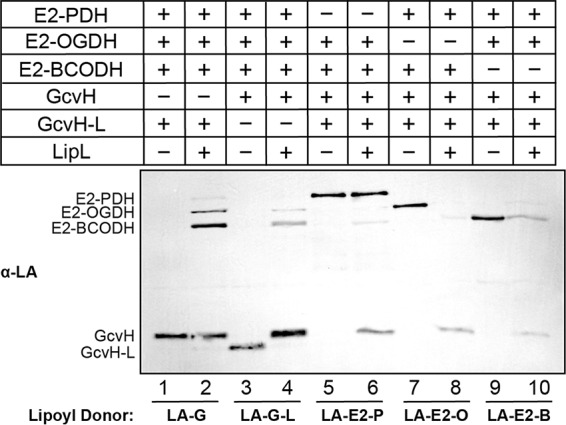 FIG 6