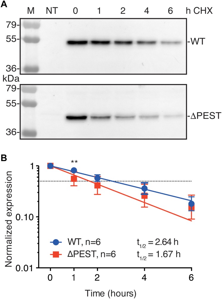 FIGURE 4