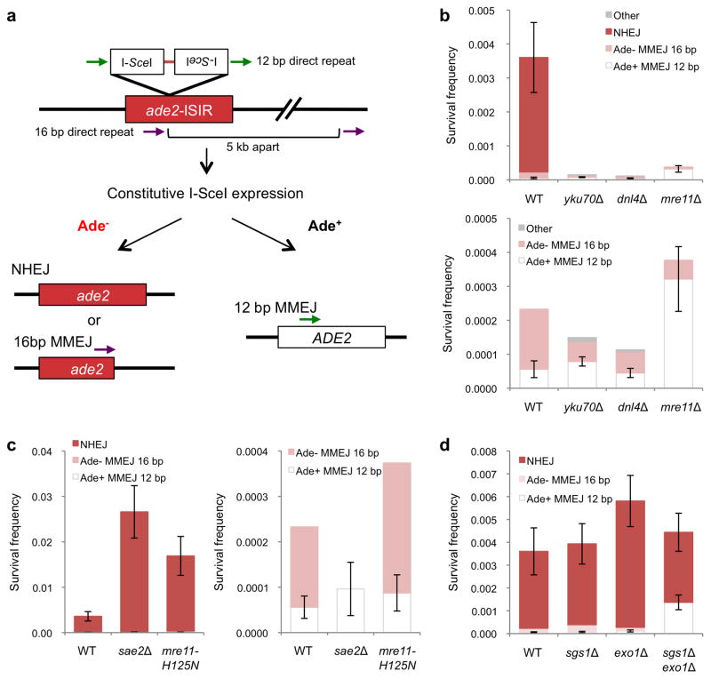 RPA Antagonizes Microhomology-Mediated Repair of DNA Double-Strand ...