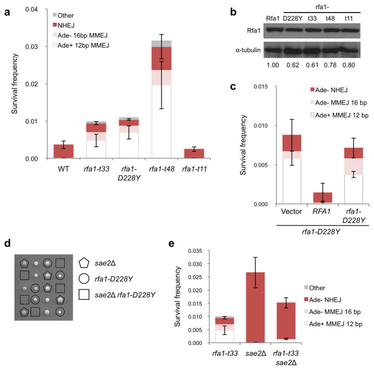 RPA Antagonizes Microhomology-Mediated Repair of DNA Double-Strand ...