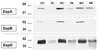 FIG. 6.