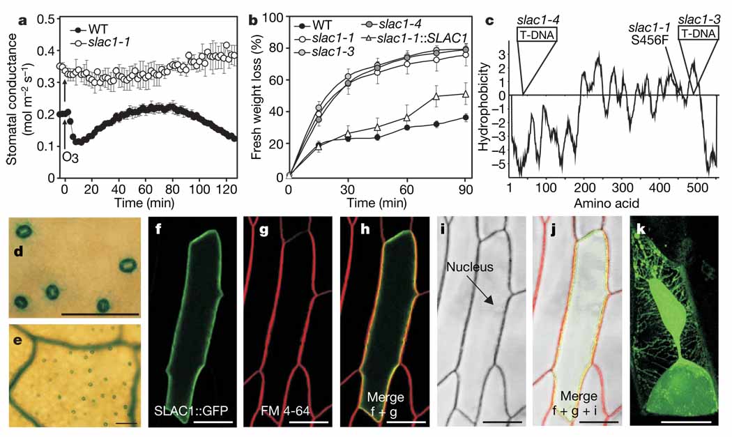 SLAC1 is required for plant guard cell S-type anion channel function in ...