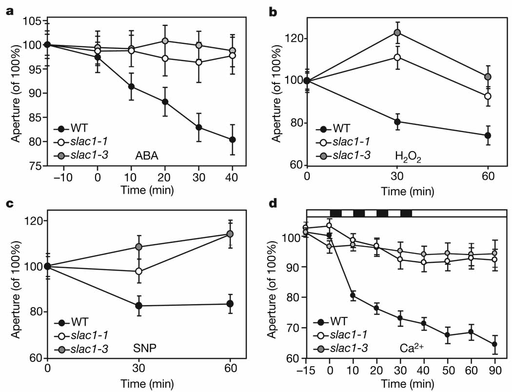 SLAC1 is required for plant guard cell S-type anion channel function in ...