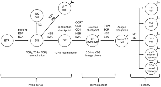 Figure 4.2