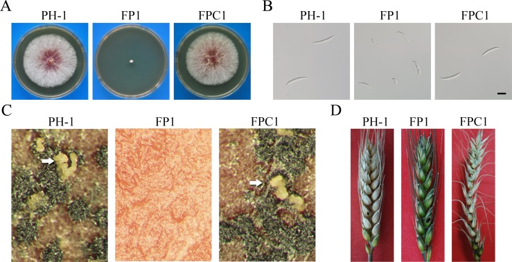 Fig 1