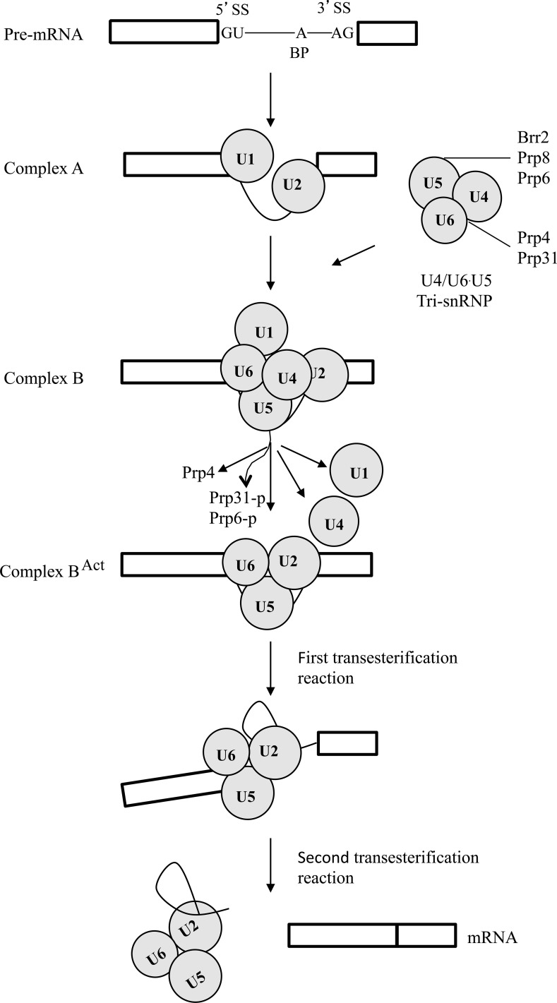 Fig 9