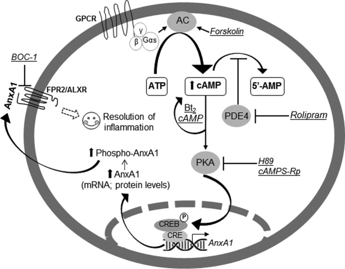 Figure 10.