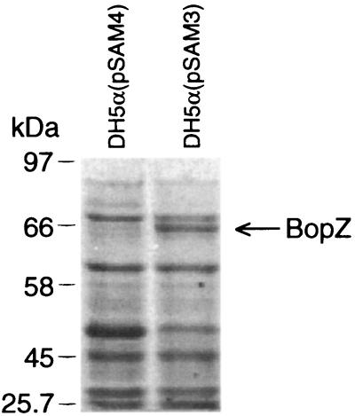 FIG. 1