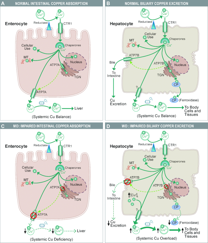 FIGURE 3