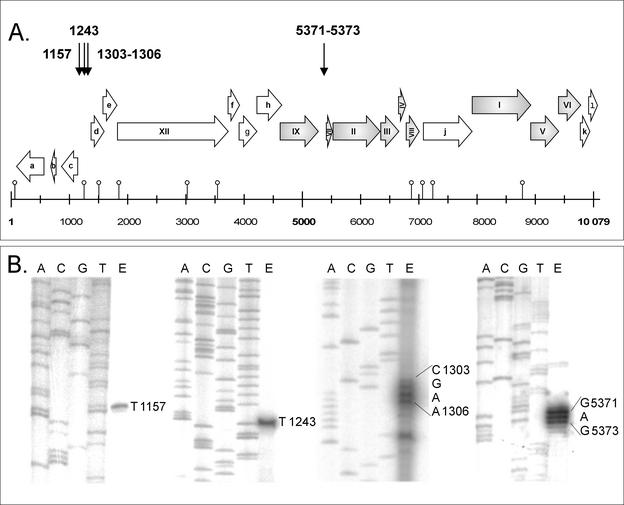 FIG. 1.