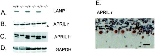 FIG. 6.