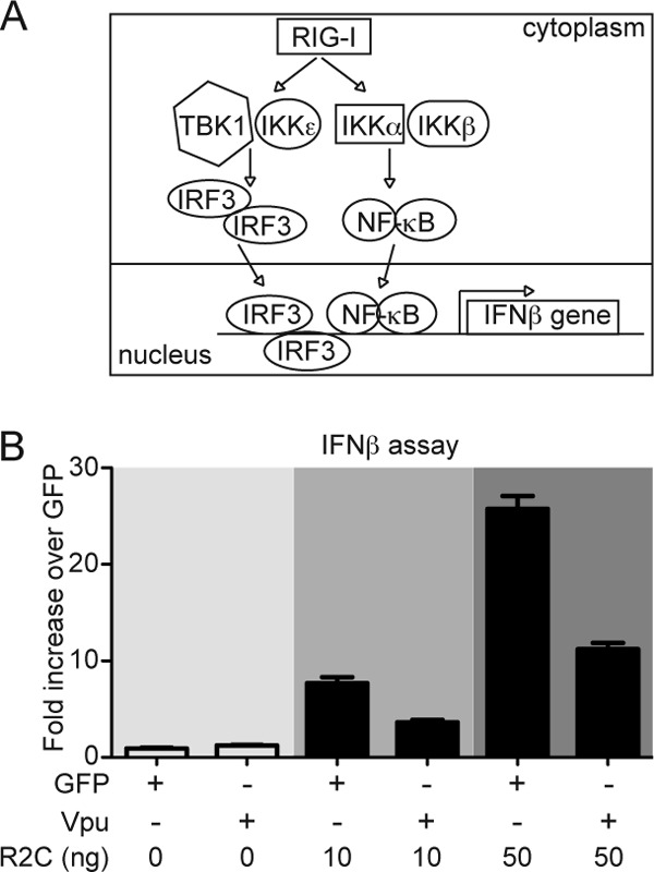 FIG 1