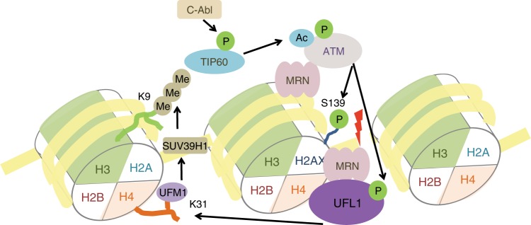 Fig. 7