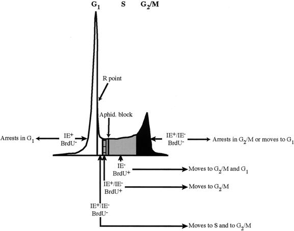 FIG. 8.