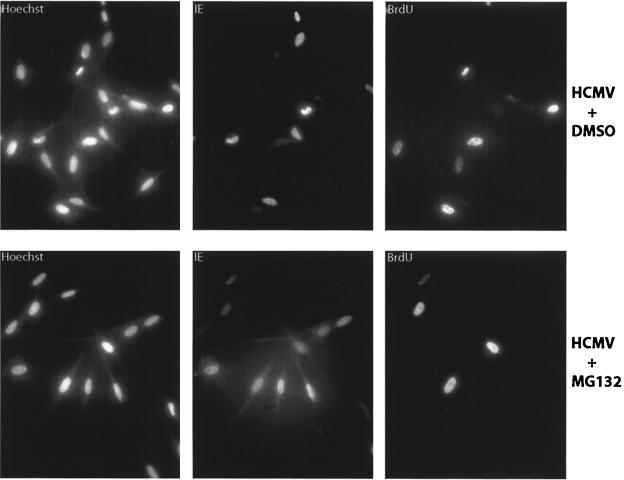 FIG. 7.