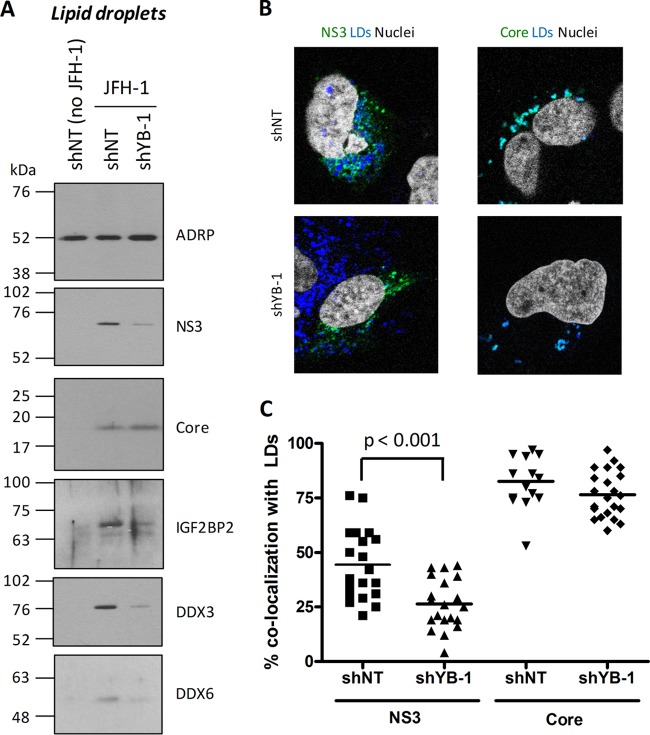 Fig 8