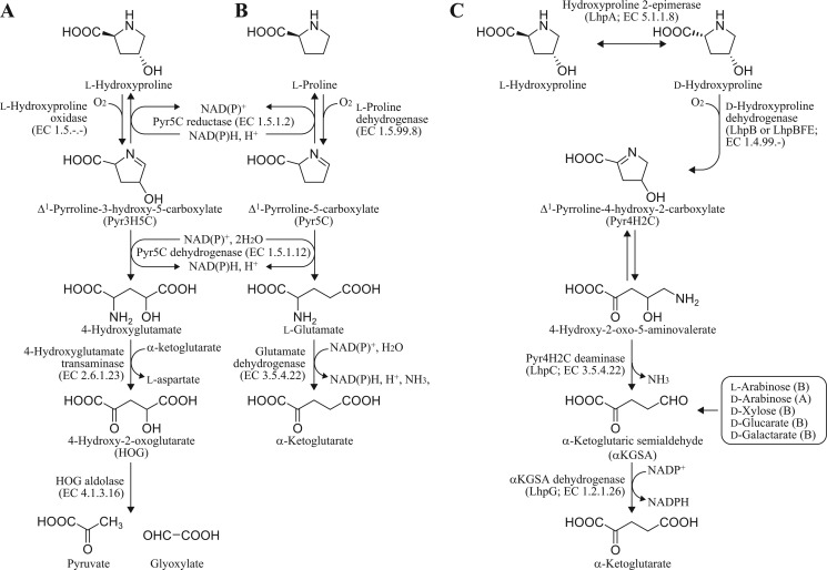 FIGURE 1.