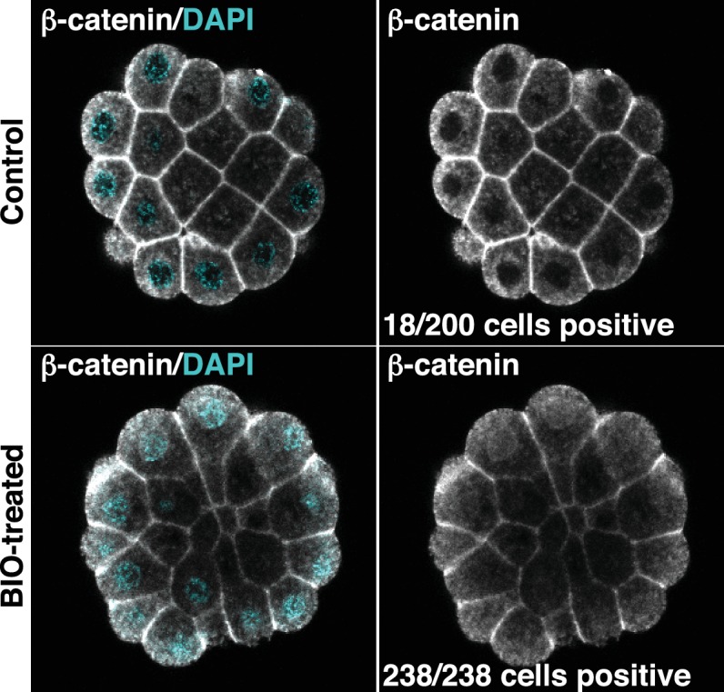 Figure 5—figure supplement 2.