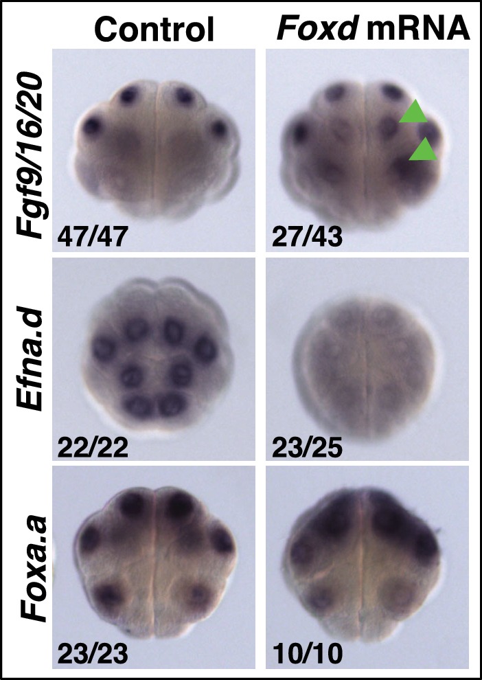 Figure 3—figure supplement 1.