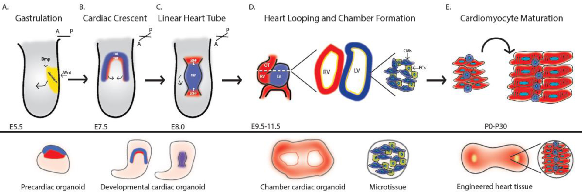 Figure 1: