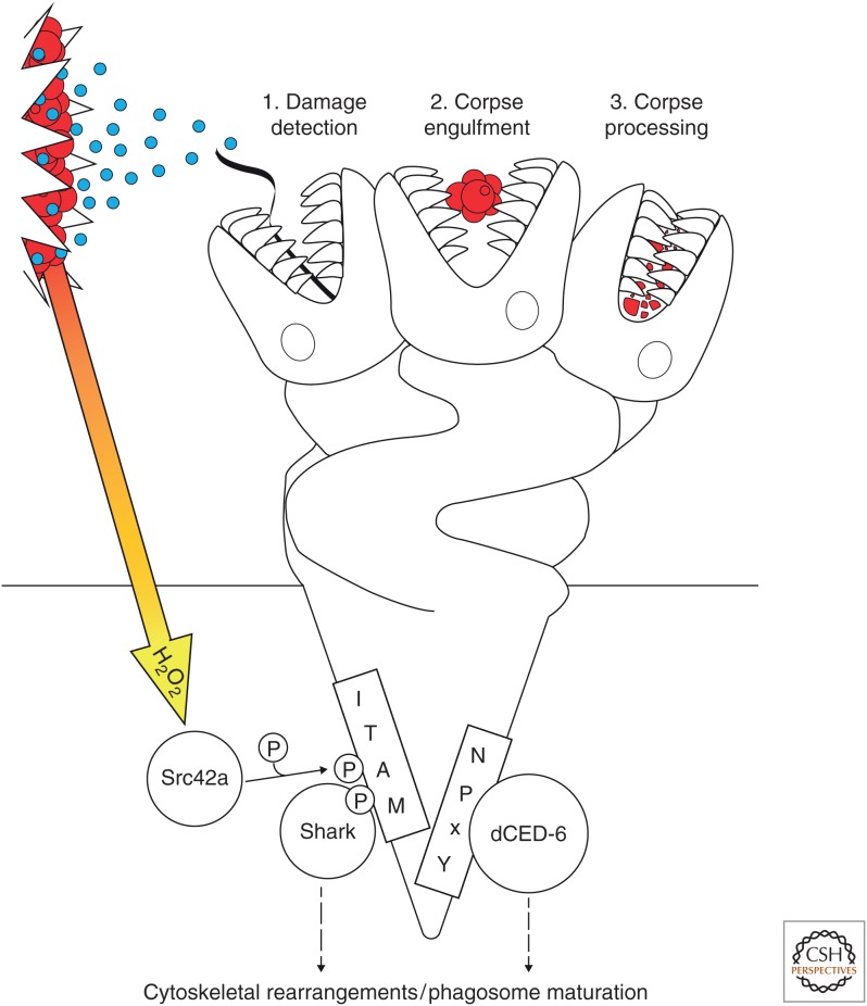 Figure 5.