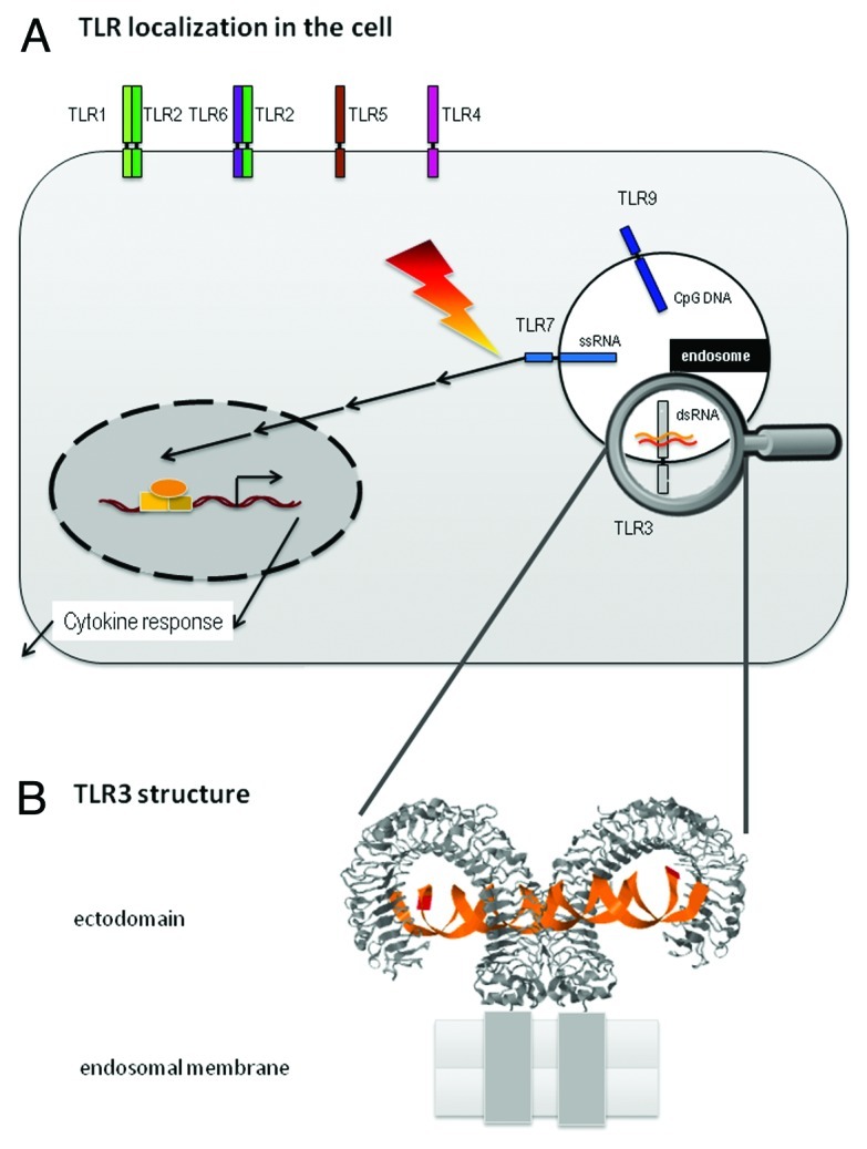 graphic file with name rna-9-828-g1.jpg