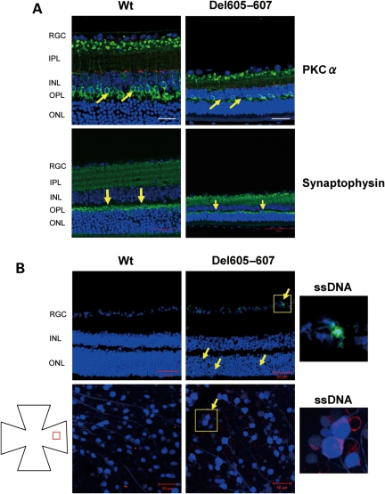 Figure 4.