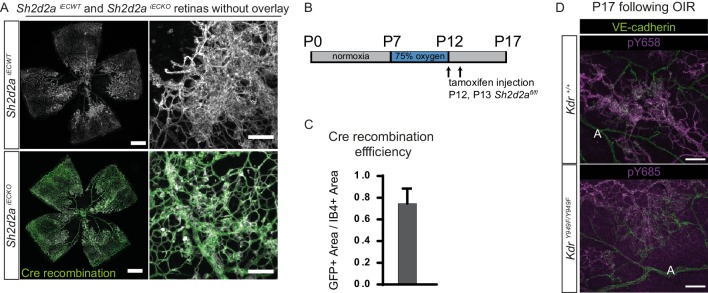 Figure 3—figure supplement 1.