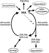 Figure 7.
