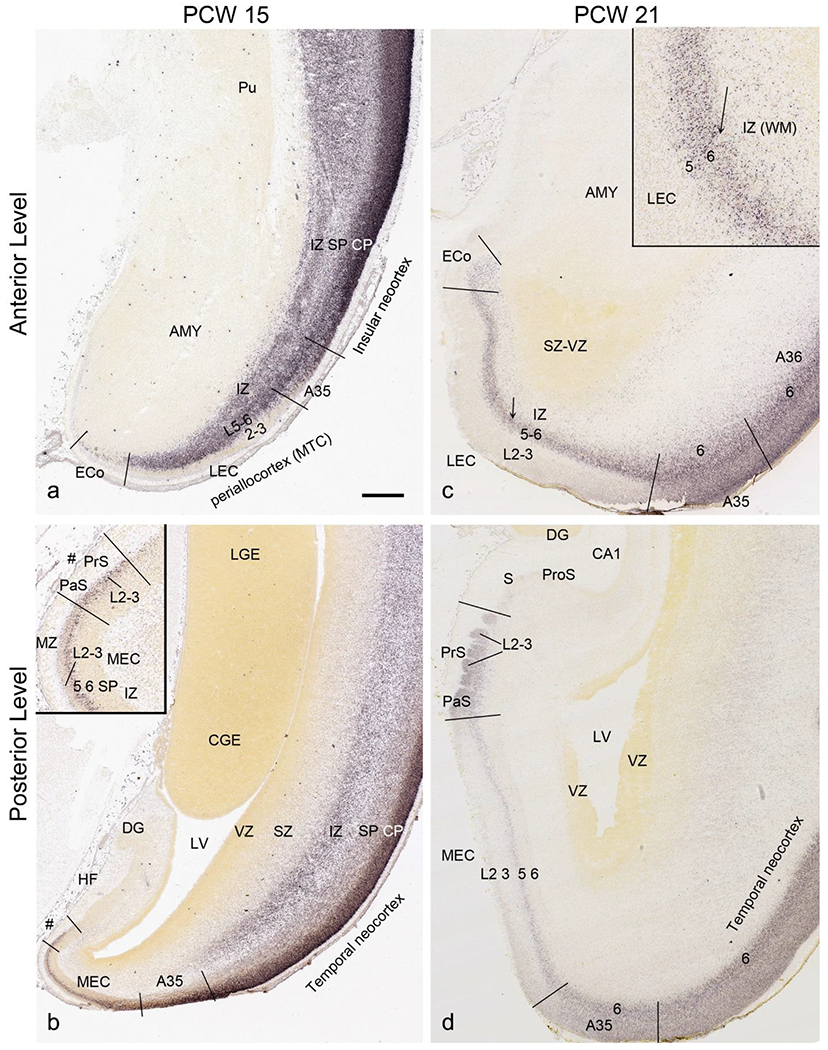 Fig. 12.