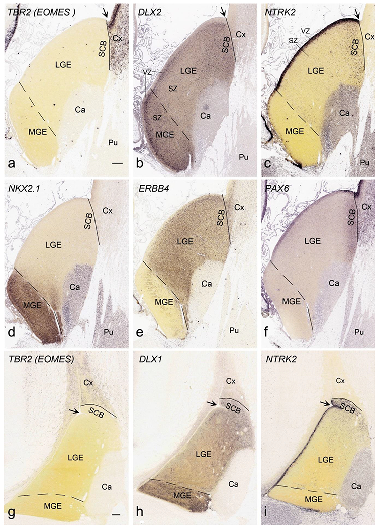 Fig. 19.