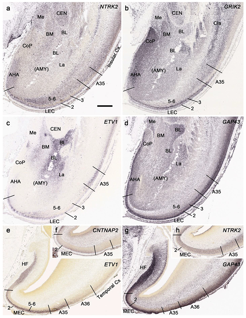 Fig. 13.