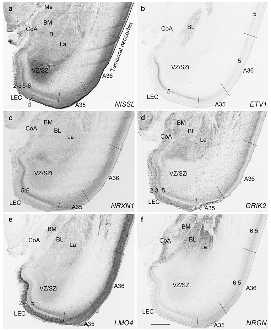 Fig. 11.