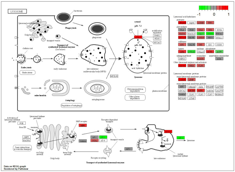 Figure 11