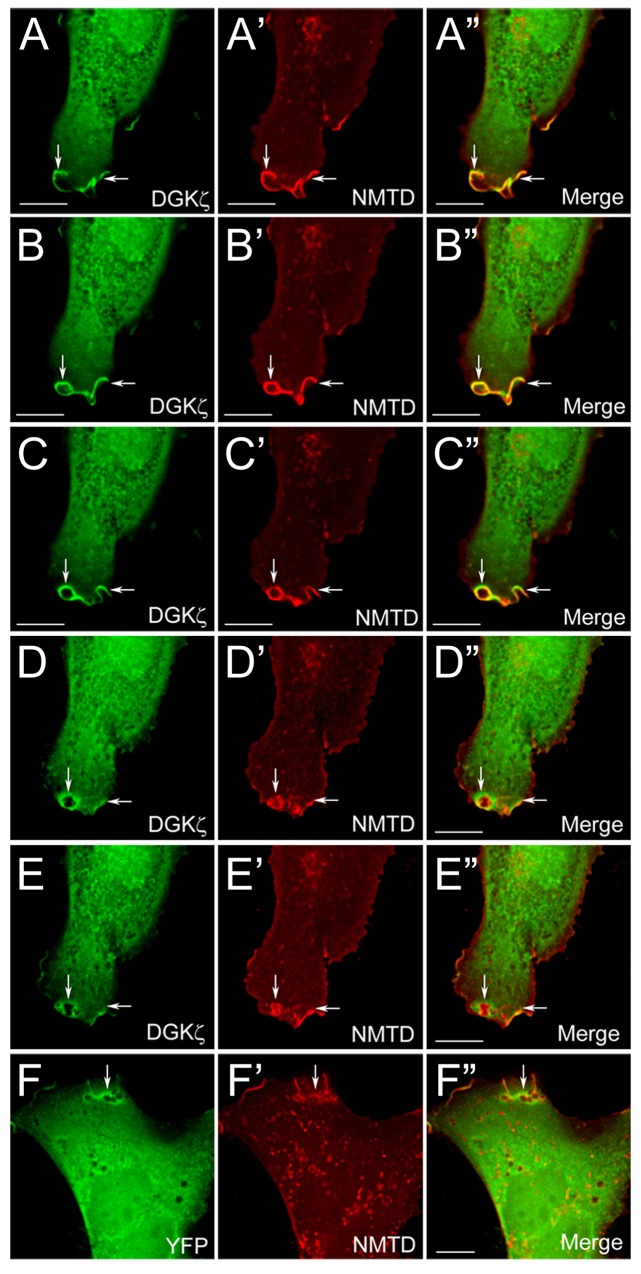 Fig 4