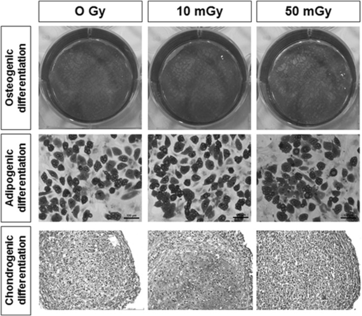 Fig. 7