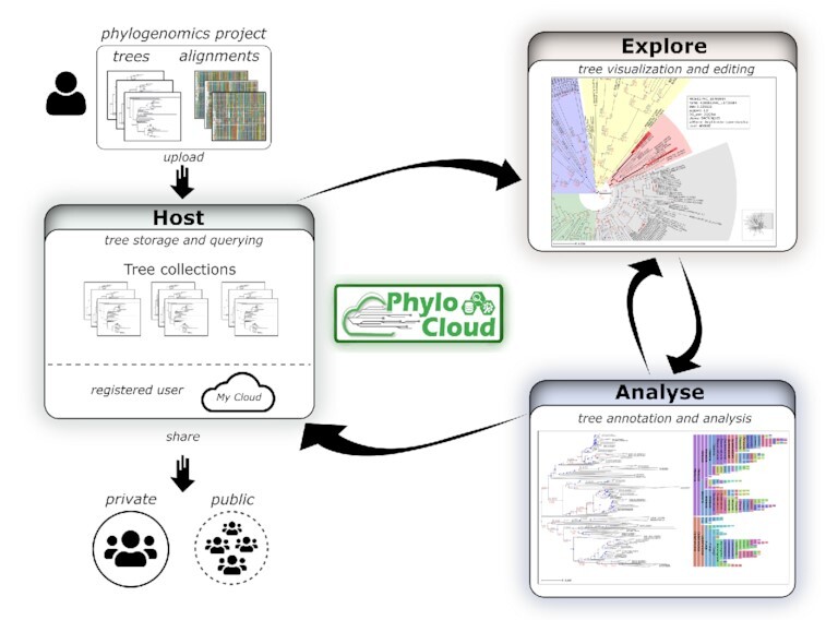 Graphical abstract