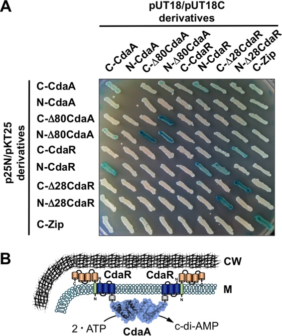 FIG 3