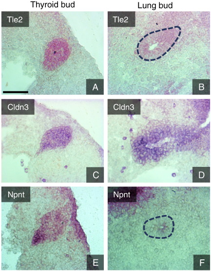 Fig. 7