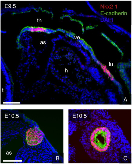 Fig. 1