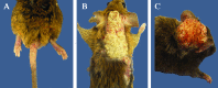 Figure 2.