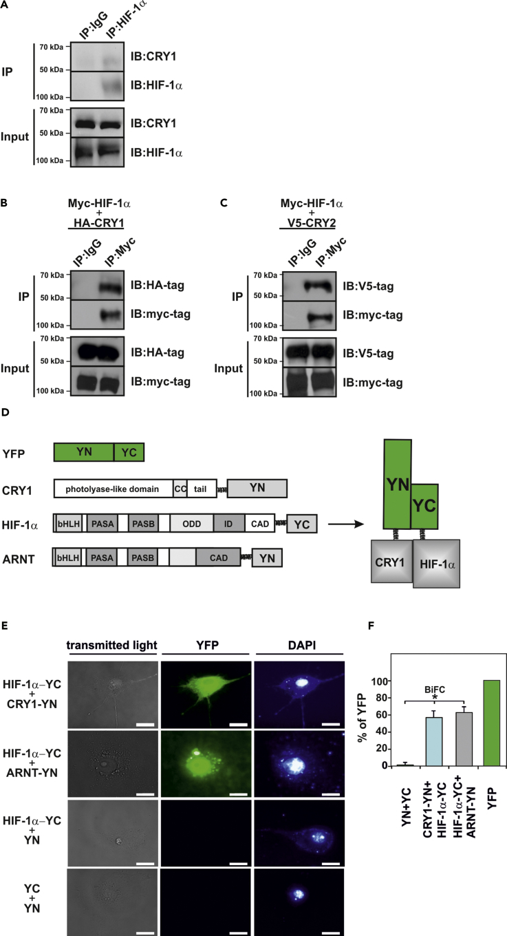 Figure 4