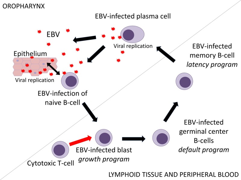 FIGURE 1