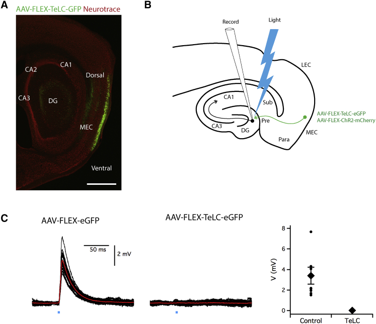 Figure 4