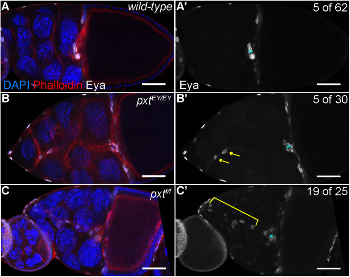 FIGURE 1: