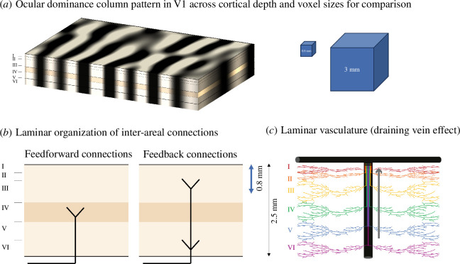 Considerations for mesoscopic fMRI of cortical columns and layers.