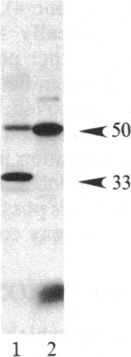 graphic file with name pnas00363-0246-a.jpg