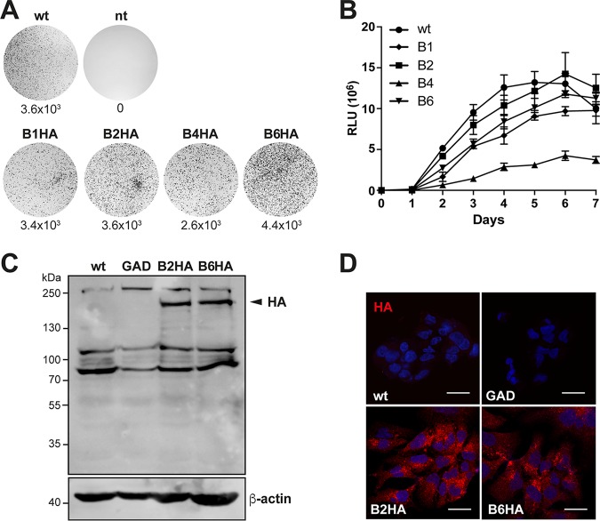 FIG 2