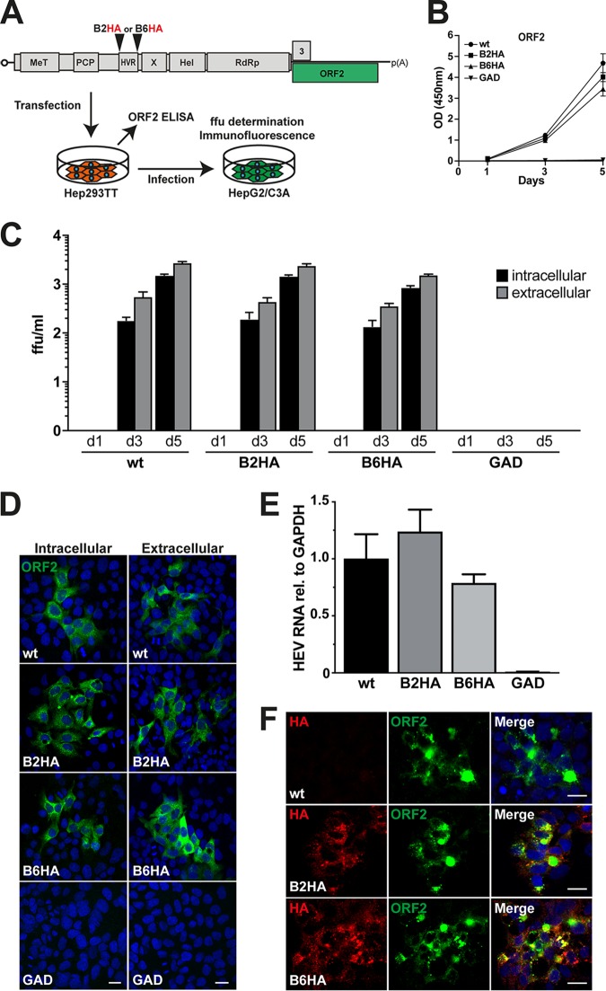 FIG 3