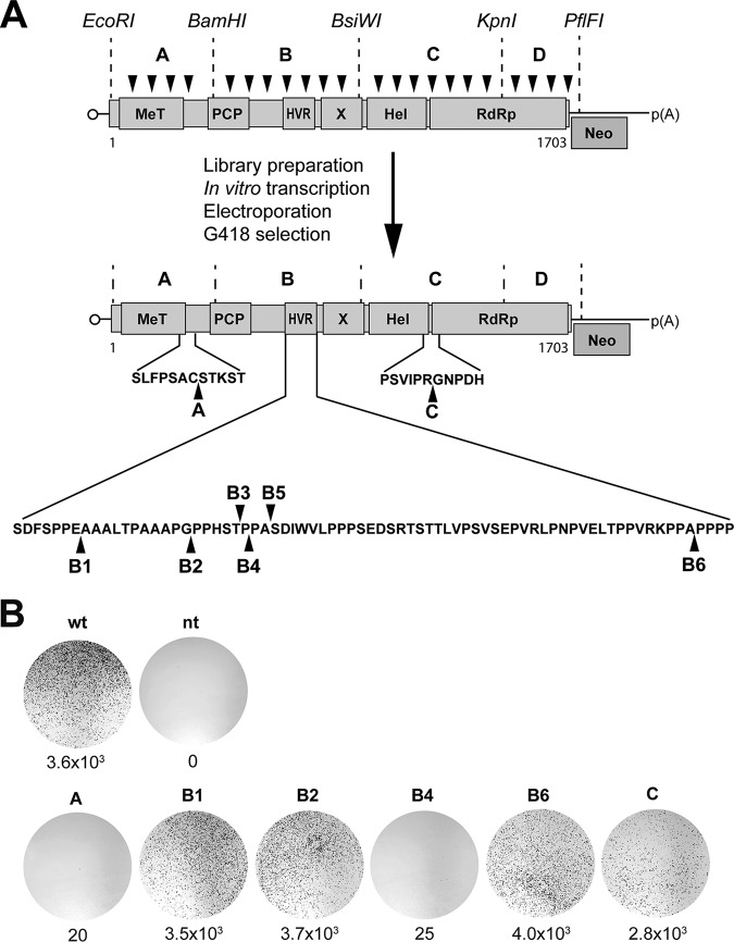 FIG 1